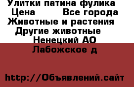 Улитки патина фулика › Цена ­ 10 - Все города Животные и растения » Другие животные   . Ненецкий АО,Лабожское д.